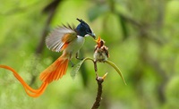 Birds mother child